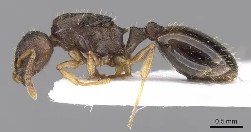 Temnothorax crassispinus specimen CASENT0906042 image casent0906042_3