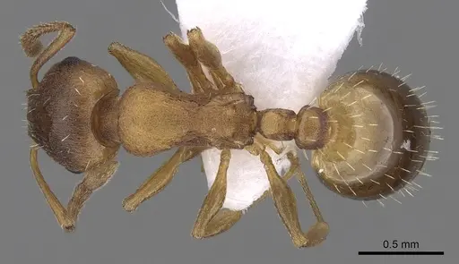 Temnothorax crassispinus specimen CASENT0906047 image casent0906047_1
