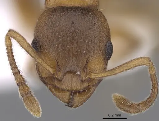 Temnothorax crassispinus specimen CASENT0906047 image casent0906047_2