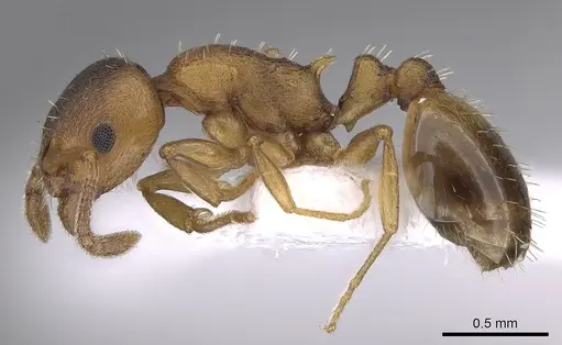 Temnothorax crassispinus specimen CASENT0906047 image casent0906047_3