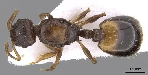 Temnothorax crassispinus specimen CASENT0906048 image casent0906048_1