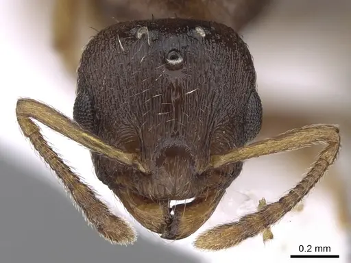 Temnothorax crassispinus specimen CASENT0906048 image casent0906048_2