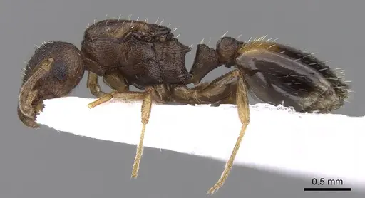 Temnothorax crassispinus specimen CASENT0906048 image casent0906048_3