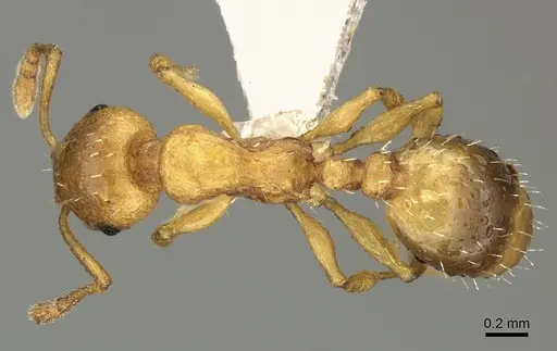 Temnothorax crassispinus specimen CASENT0906701 image casent0906701_1