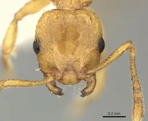 Temnothorax crassispinus specimen CASENT0906701 image casent0906701_2