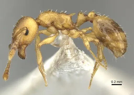 Temnothorax crassispinus specimen CASENT0906701 image casent0906701_3