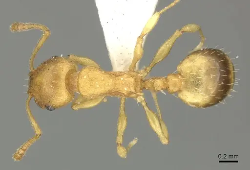Temnothorax crassispinus specimen CASENT0906702 image casent0906702_1