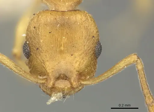 Temnothorax crassispinus specimen CASENT0906702 image casent0906702_2
