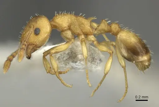 Temnothorax crassispinus specimen CASENT0906702 image casent0906702_3