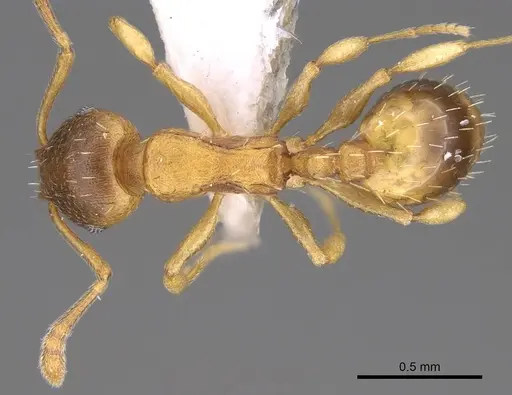 Temnothorax crassispinus specimen CASENT0914700 image casent0914700_1