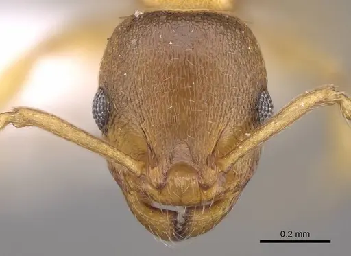 Temnothorax crassispinus specimen CASENT0914700 image casent0914700_2