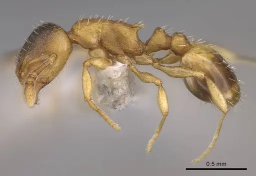 Temnothorax crassispinus specimen CASENT0914700 image casent0914700_3