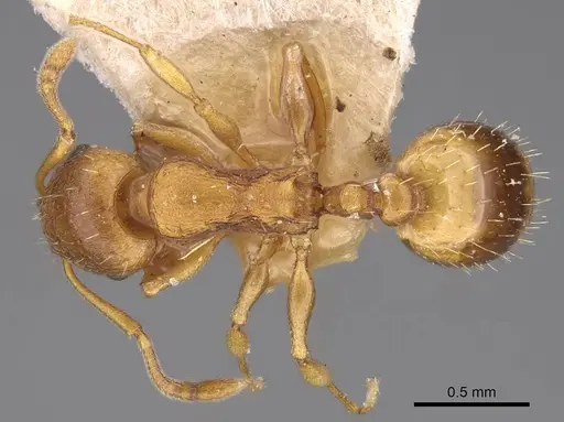 Temnothorax crassispinus specimen CASENT0914703 image casent0914703_1