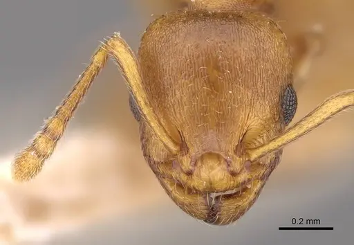 Temnothorax crassispinus specimen CASENT0914703 image casent0914703_2