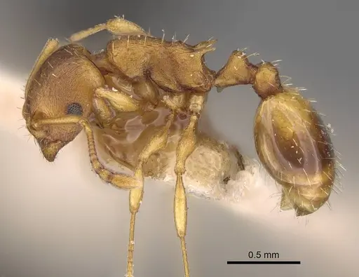 Temnothorax crassispinus specimen CASENT0914703 image casent0914703_3