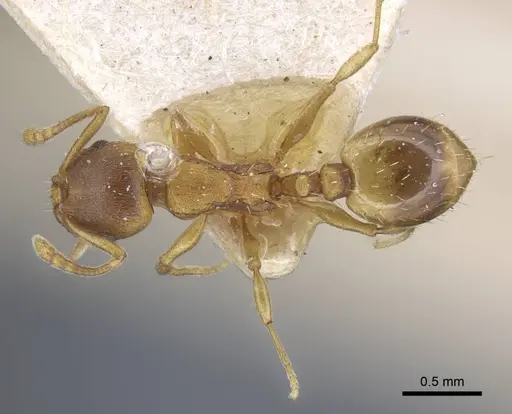 Temnothorax crassispinus specimen CASENT0917039 image casent0917039_1