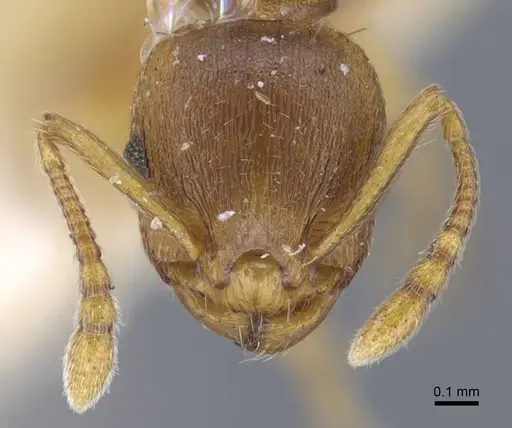 Temnothorax crassispinus specimen CASENT0917039 image casent0917039_2