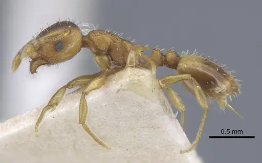 Temnothorax crassispinus specimen CASENT0917039 image casent0917039_3