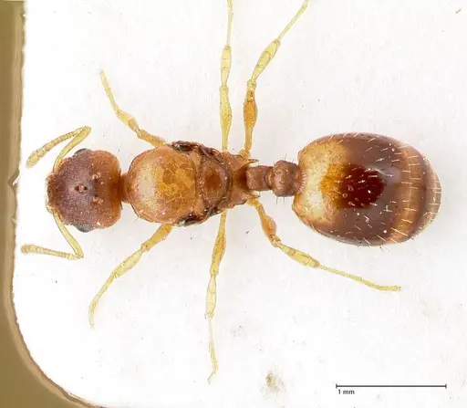 Temnothorax crassispinus specimen FOCOL0740 image focol0740_1