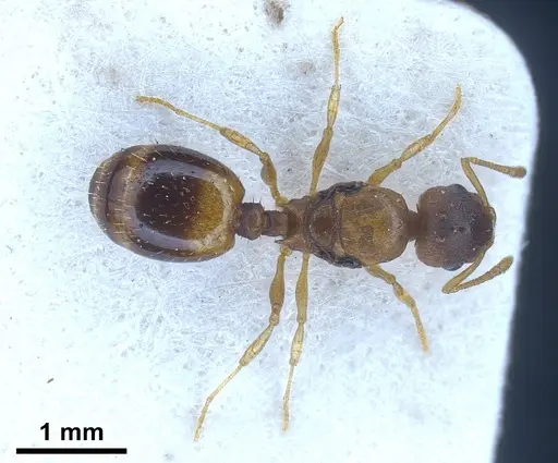 Temnothorax crassispinus specimen FOCOL0740 image focol0740_2
