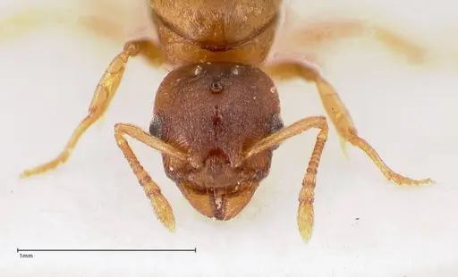 Temnothorax crassispinus specimen FOCOL0740 image focol0740_3