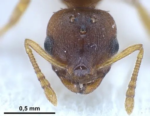 Temnothorax crassispinus specimen FOCOL0740 image focol0740_4