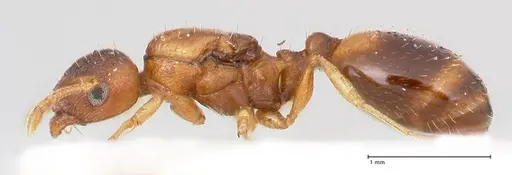 Temnothorax crassispinus specimen FOCOL0740 image focol0740_5
