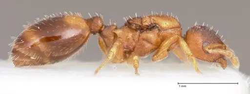 Temnothorax crassispinus specimen FOCOL0740 image focol0740_6