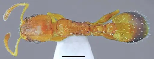 Temnothorax crassistriatus specimen CASENT0845902 image casent0845902_1