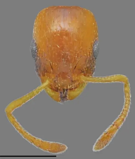 Temnothorax crassistriatus specimen CASENT0845902 image casent0845902_2