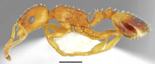 Temnothorax crassistriatus specimen CASENT0845902 image casent0845902_3
