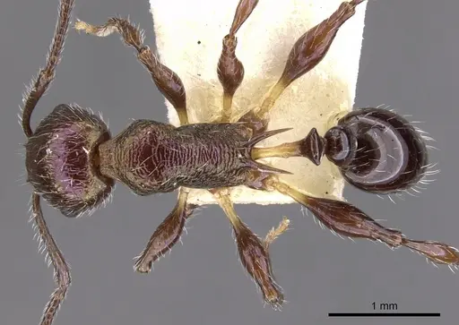 Temnothorax creightoni specimen CASENT0901794 image casent0901794_1