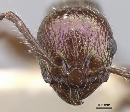 Temnothorax creightoni specimen CASENT0901794 image casent0901794_2