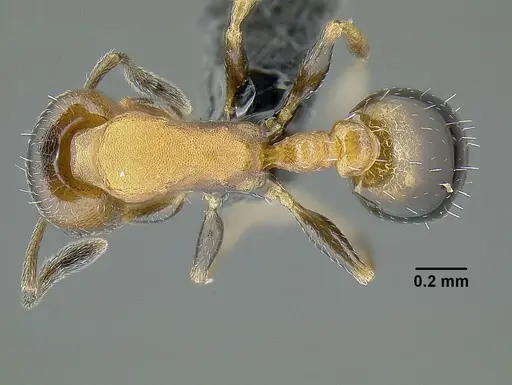Temnothorax creolus specimen CASENT0755643 image casent0755643_1