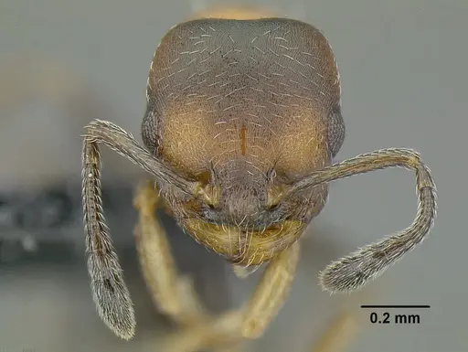 Temnothorax creolus specimen CASENT0755643 image casent0755643_2