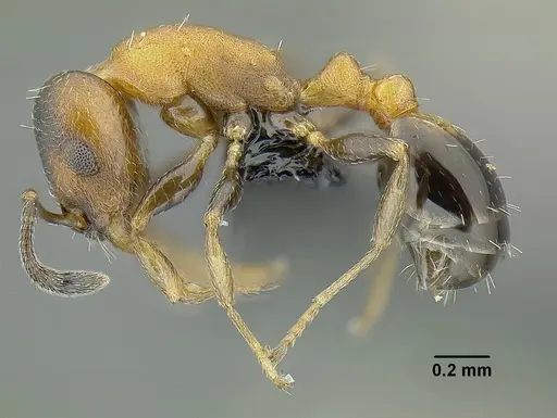 Temnothorax creolus specimen CASENT0755643 image casent0755643_3