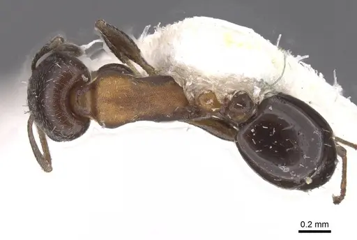 Temnothorax creolus specimen CASENT0912921 image casent0912921_1