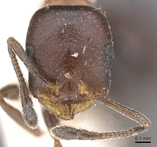 Temnothorax creolus specimen CASENT0912921 image casent0912921_2