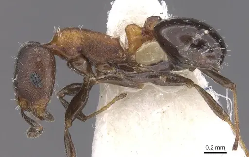 Temnothorax creolus specimen CASENT0912921 image casent0912921_3