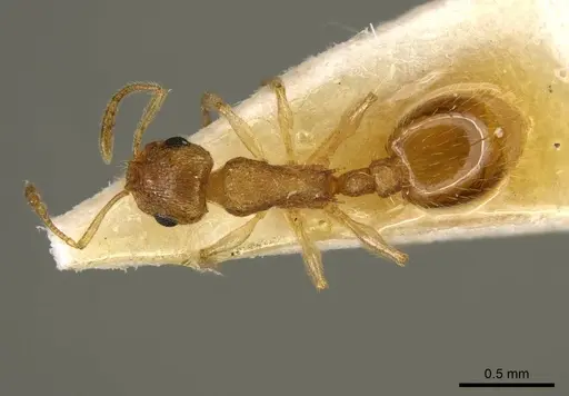 Temnothorax crepuscularis specimen CASENT0919740 image casent0919740_1