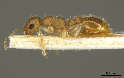 Temnothorax crepuscularis specimen CASENT0919740 image casent0919740_3