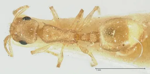 Temnothorax crepuscularis specimen FOCOL1810 image focol1810_1