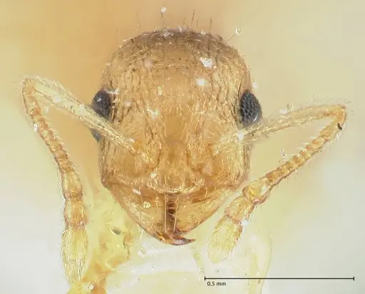 Temnothorax crepuscularis specimen FOCOL1810 image focol1810_2