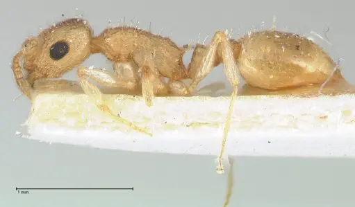 Temnothorax crepuscularis specimen FOCOL1810 image focol1810_3