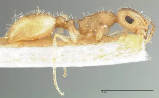 Temnothorax crepuscularis specimen FOCOL1810 image focol1810_4