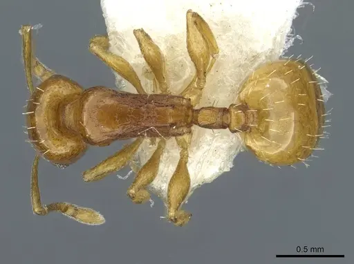 Temnothorax cristinae specimen CASENT0911188 image casent0911188_1
