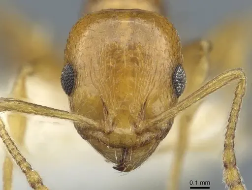 Temnothorax cristinae specimen CASENT0911188 image casent0911188_2
