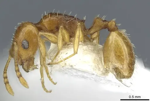 Temnothorax cristinae specimen CASENT0911188 image casent0911188_3