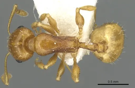 Temnothorax cristinae specimen CASENT0915386 image casent0915386_1