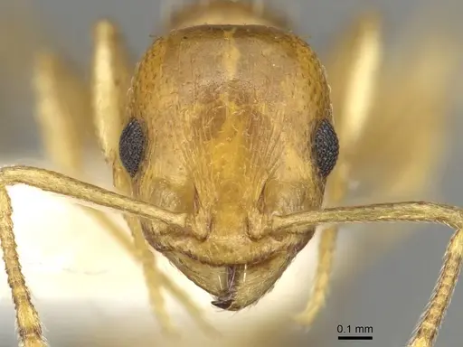 Temnothorax cristinae specimen CASENT0915386 image casent0915386_2